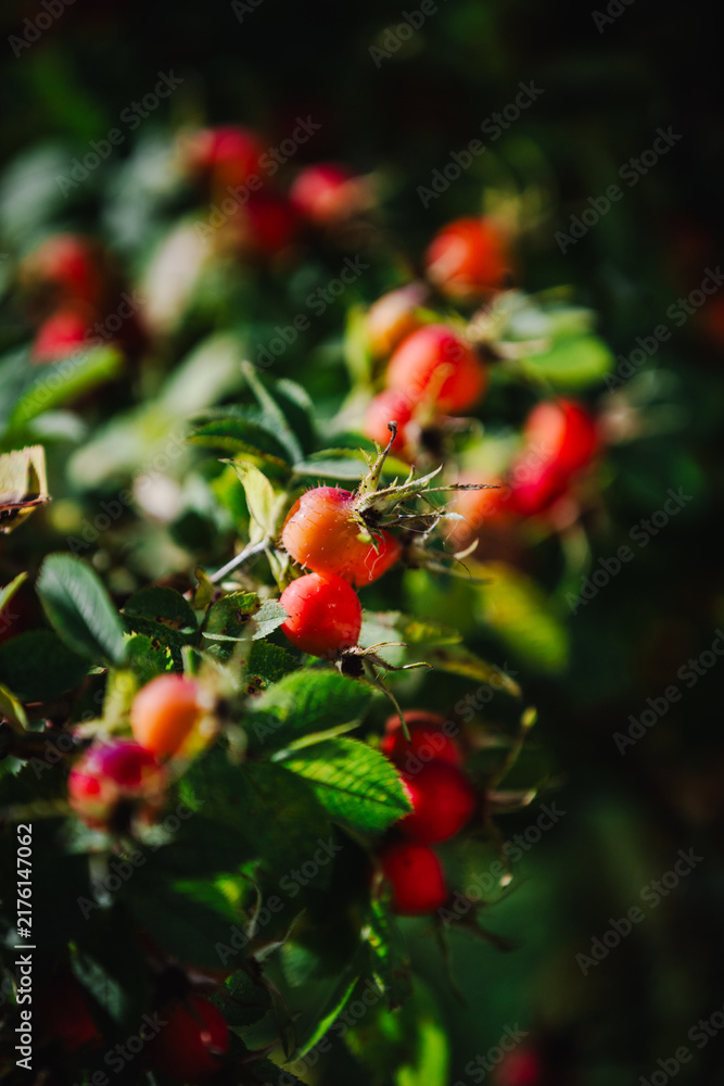 Obraz premium Ripe, bright rose hips on the branches in early autumn – nature is blooming before winter.