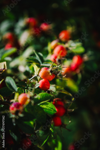 Foto Ripe, bright rose hips on the branches in early autumn – nature is blooming before winter