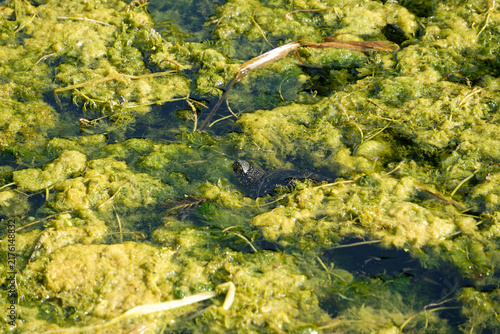 Small turtle peeking out from murky pond water covered in green algae