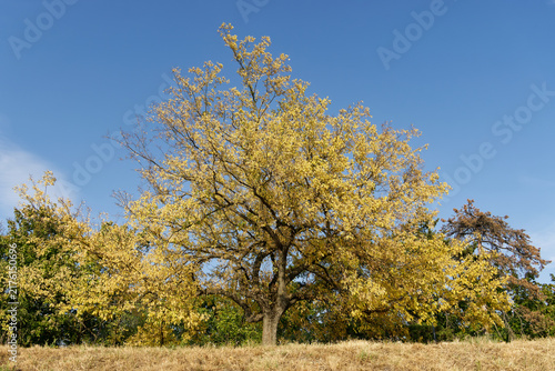 Large deciduous tree with vibrant yellow leaves against a clear blue sky