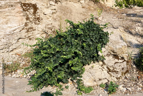 Lush green ivy plant growing on a textured rocky cliff face in sunlight