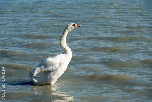 Majestic white swan gracefully glides through rippling water on a sunny day