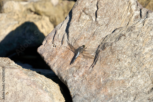 Dragonfly resting on a textured rock surface in bright sunlight
