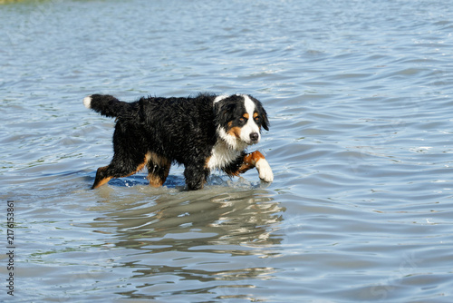 Bernese Mountain Dog wading through calm water on a sunny day
