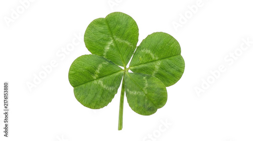 Fresh green four leaf clover symbol representing good luck and fortune isolated on transparent background