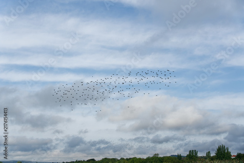 Thousands of starlings form a murmuration against a cloudy sky