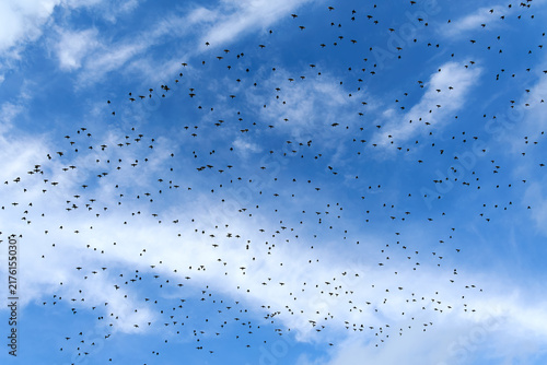 A large flock of starlings flies across a bright blue sky with scattered clouds