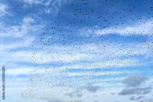Vast flock of starlings swirling in a cloudy blue sky during daylight hours