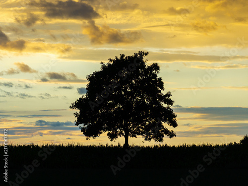 a tree in a beautiful evening sundown square