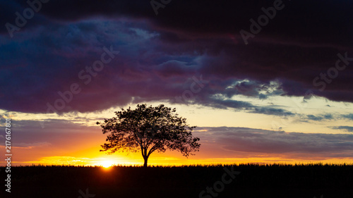 a tree in a beautiful evening sundown