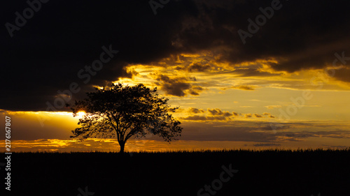 a tree in a beautiful evening sundown