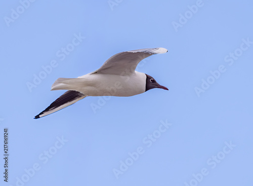 Foto Black-headed gull in flight