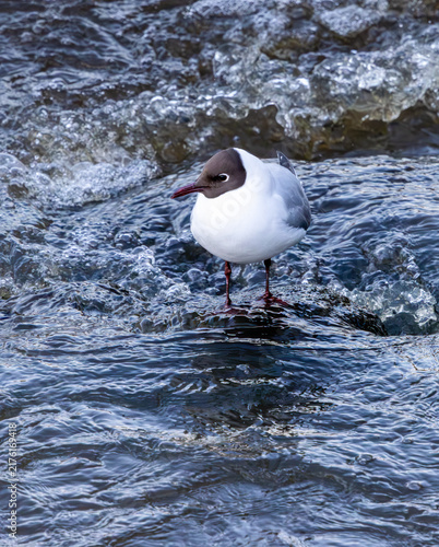 Obraz na plátně Black-headed gull by a rapid