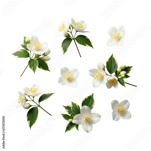 delicate white jasmine flowers with yellow stamen and variegated emerald leaves, ultra photorealistic macro flat lay on a clean transparent high-key studio background. concept of luxury organic