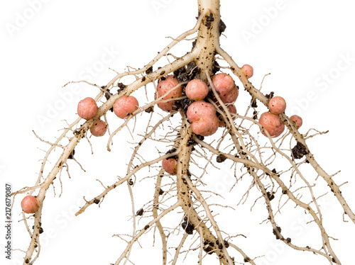 Konstfotografi Root nodules nitrogen fixation plant roots close up with rhizobium bacteria grow