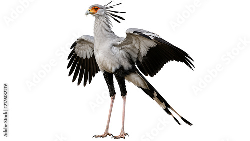 Secretary bird standing with outspread wings isolated on a white background
