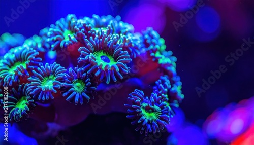 Obraz w ramie Vibrant bioluminescent coral polyps underwater macro.
