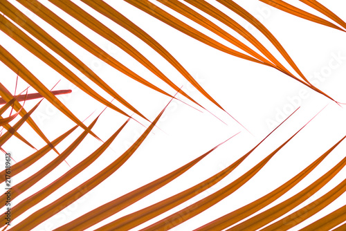 Abstract Orange Palm Leaves Overlay Graphic PNG Transparent Background