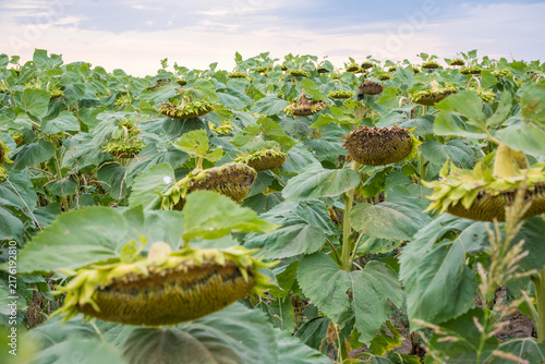 Bild auf Leinwand Wide field of mature drooping sunflowers with broad green leaves beneath a softl