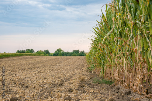 Tall green corn plants stand beside a harvested tilled field beneath a cloudy blue sky, with trees, distant crops, and open rural land visible
