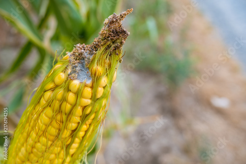 Fotografie Close view of yellow corn cob eaten by caterpillars, with exposed kernels, damag