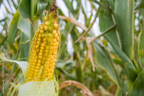 Fotografie Exposed yellow corn cob with missing kernels and exposed silk, damaged by caterp