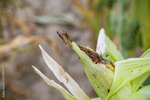 Foto Green caterpillar feeding on a damaged corn ear, with torn husk, exposed brown d