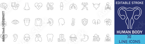 Human body anatomy and internal vital organs biology line icon set. Vector symbols for brain mind, human heart, lungs respiration, stomach digestion, kidney filtration, and skeleton bone.