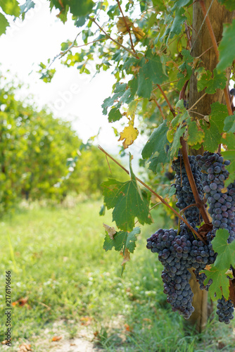 Canvastavla Viaggio nelle Langhe, territorio del buon vino