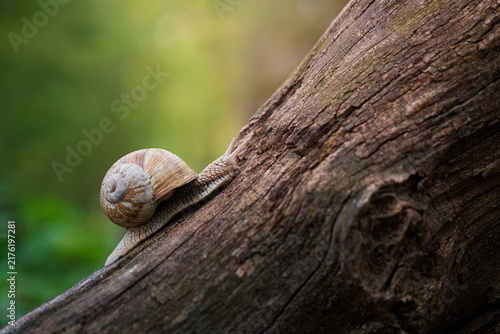 Obraz na plátně Grape snail (Helix pomatia) slowly moving on the textured bark of a fallen tree on a blurred green background