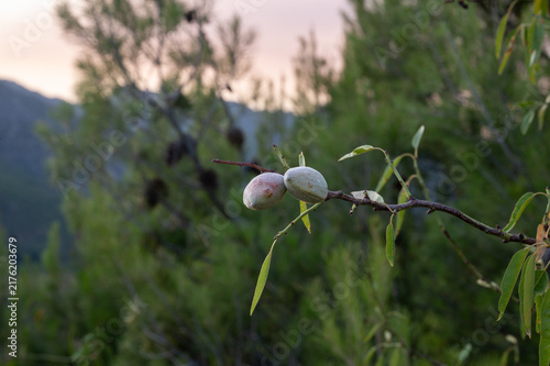 Konstfotografi A close up of green almonds ripening on an almond branch in the countryside of Aragon Spain in summer a fresh natural detail of Mediterranean fruit growing in the Spanish Pyrenees foothills