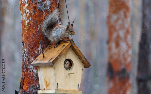 Grey Squirrel On Birdhouse Roof With Another Squirrel Inside The Hole