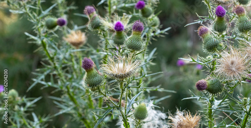 Cluster Of Wild Thistle Plants With Purple Blooms In A Green Field Flowers