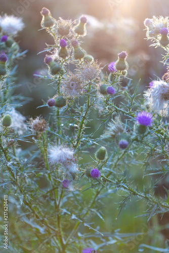 Backlit Wild Thistle Field Glowing In Golden Hour Sunlight