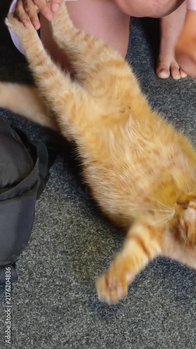 Cute red tabby cat lying on carpet on its back while owner plays and tickles its tummy with hands, showing playful domestic animal behavior and love between human and pet.