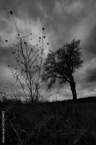 Foto Bare trees silhouetted against dark cloudy sky