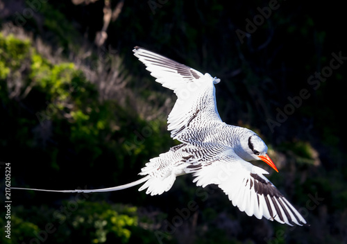 Canvastavla Red-billed Tropicbird on Little Tobago
