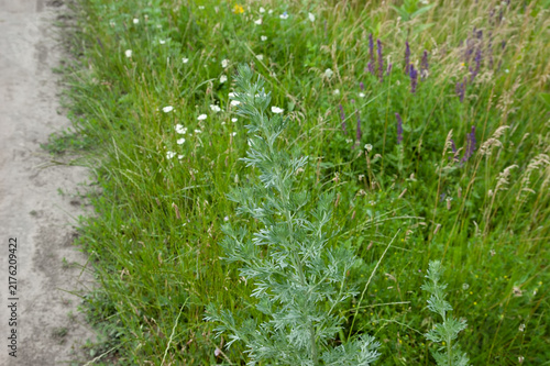 Wormwood growing along a dirt road, with green grass softly blurred in the background.