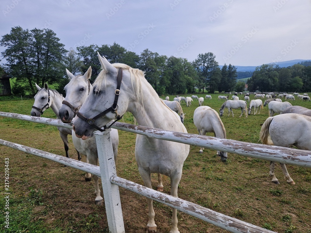 Fotografía Lipizzaner auf einer Weide