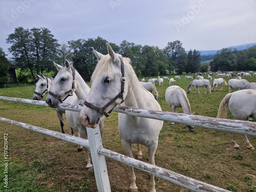 Obraz na plátně Weiße Pferde - Lipizzaner