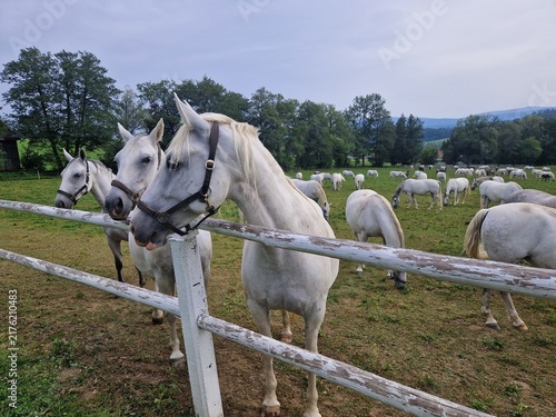 Fotografie Lipizzaner auf einer Weide