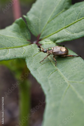 葉に止まる背中に水滴が付いたセマダラコガネ