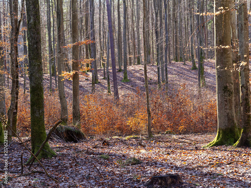 Fotografie Scenic forest road in a mixed autumn forest in Pomerania, Poland