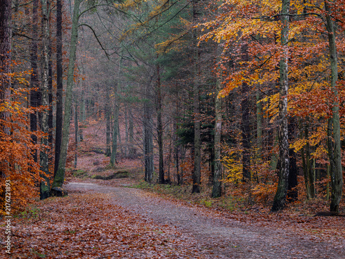 Scenic forest road in a mixed autumn forest in Pomerania, Poland. Beech woodland in November covered with fallen orange leaves.
