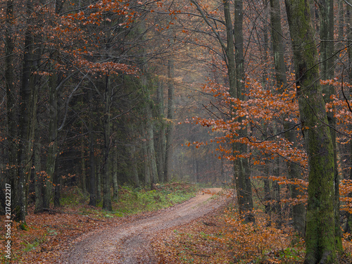 Obraz na płótnie Scenic forest road in a mixed autumn forest in Pomerania, Poland