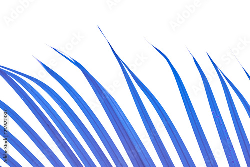 Vibrant blue palm leaf frond isolated on transparent background, tropical botanical graphic element for summer design