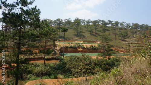 Фотография Terraced hillside with pine trees and red soil