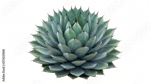 Mature agave rosette for desert landscaping, tequila branding, sustainable design, hospitality campaigns, packaging and architectural botanical visuals. Isolated on White background.