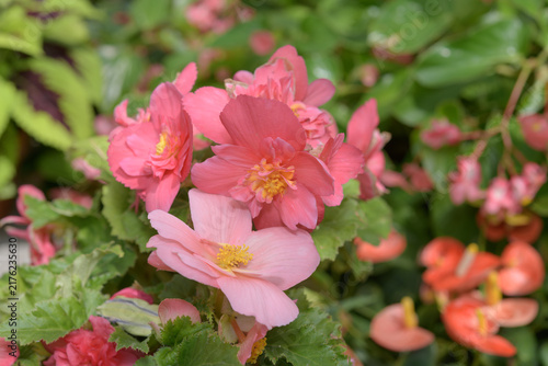 Fotografie pink tuberous begonia flowers