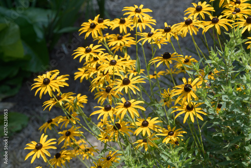 Canvastavla rudbeckia hirta flowers in a summer garden